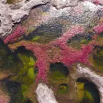 Caño cristales, el río de los 7 colores en La Macarena, Meta, Colombia.